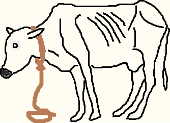 sketch of emaciated cow