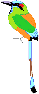 Guardabarranco bird