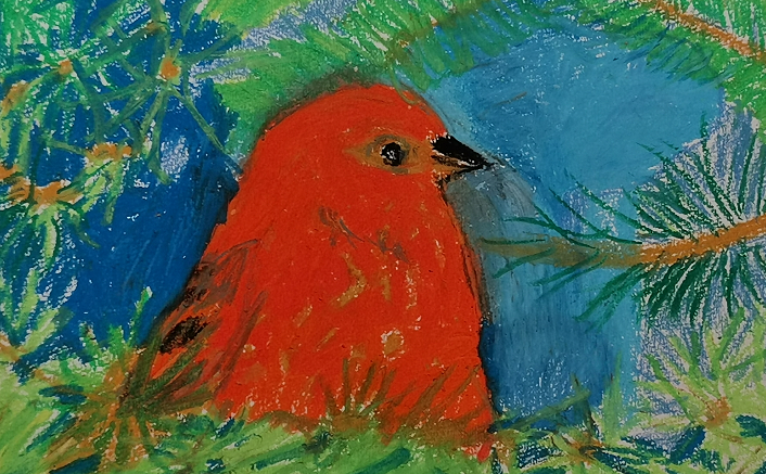 a redbird in an evergreen tree