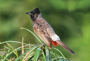 bulbul bird with red tail feathers