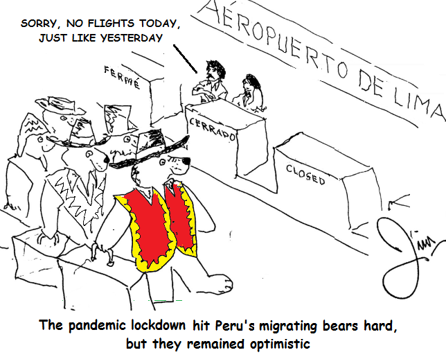 During the pandemic, migrating bears are stuck without a flight at Lima airport